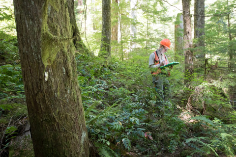 Pacific Northwest Permanent Sample Plot Program, Field work 2018