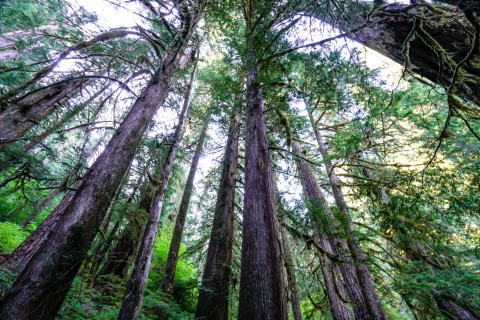 Pacific Northwest Permanent Sample Plot Program, Field work 2018