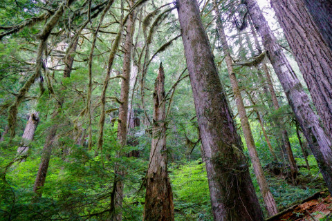 Pacific Northwest Permanent Sample Plot Program, Field work 2018