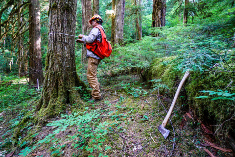 Pacific Northwest Permanent Sample Plot Program, Field work 2018
