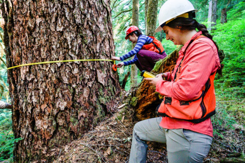 Pacific Northwest Permanent Sample Plot Program, Field work 2018