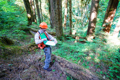 Pacific Northwest Permanent Sample Plot Program, Field work 2018