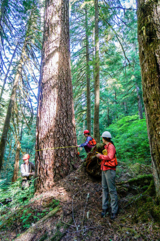 Pacific Northwest Permanent Sample Plot Program, Field work 2018