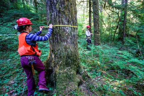 Pacific Northwest Permanent Sample Plot Program, Field work 2018