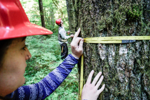 Pacific Northwest Permanent Sample Plot Program, Field work 2018