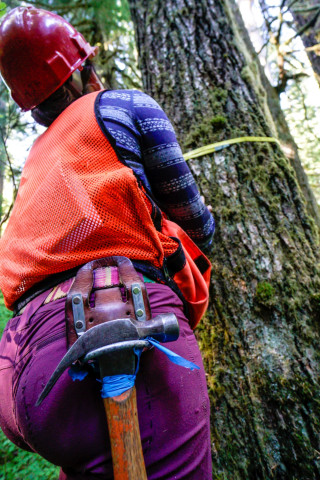 Pacific Northwest Permanent Sample Plot Program, Field work 2018