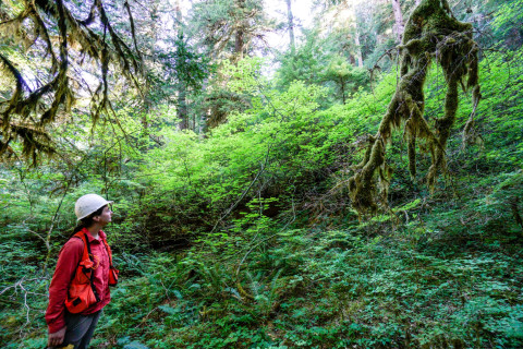 Pacific Northwest Permanent Sample Plot Program, Field work 2018