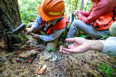 Pacific Northwest Permanent Sample Plot Program, Field work 2018
