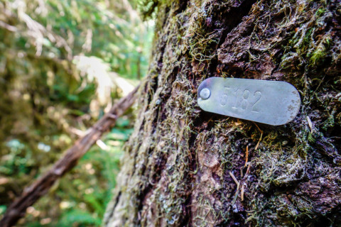 Pacific Northwest Permanent Sample Plot Program, Field work 2018