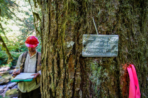 Pacific Northwest Permanent Sample Plot Program, Field work 2018