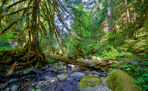 Pacific Northwest Permanent Sample Plot Program, Field work 2018