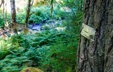 Pacific Northwest Permanent Sample Plot Program, Field work 2018