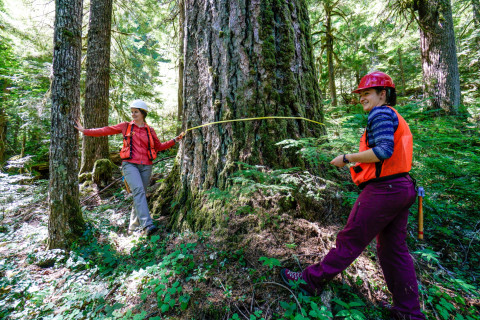 Pacific Northwest Permanent Sample Plot Program, Field work 2018
