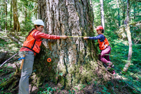 Pacific Northwest Permanent Sample Plot Program, Field work 2018