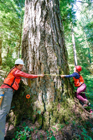 Pacific Northwest Permanent Sample Plot Program, Field work 2018