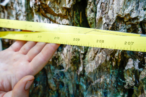Pacific Northwest Permanent Sample Plot Program, Field work 2018