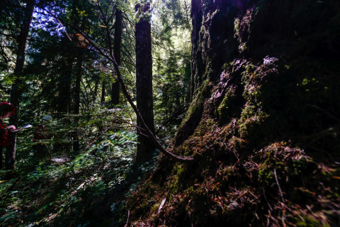 Pacific Northwest Permanent Sample Plot Program, Field work 2018