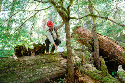 Pacific Northwest Permanent Sample Plot Program, Field work 2018