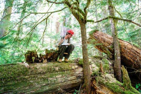 Pacific Northwest Permanent Sample Plot Program, Field work 2018