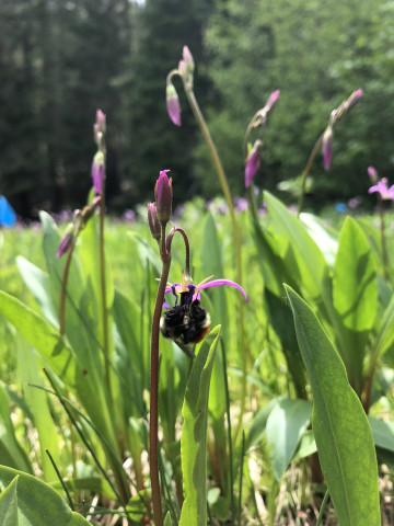 Bombus melanopygus on Dodecatheon jeffreyi
