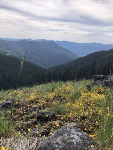 View of Lookout Main