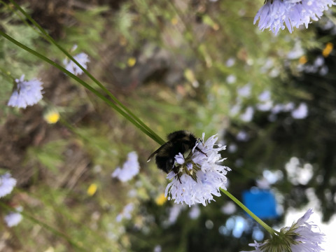 Bombus bifarius sleeping on Gilia capitata