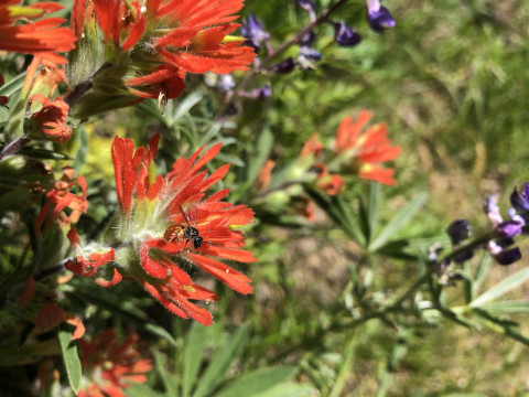 Dialictus rubiventris on Castilleja hispida
