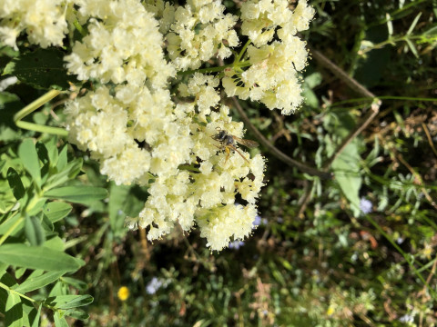 unknown bee species on Ligusticum grayii
