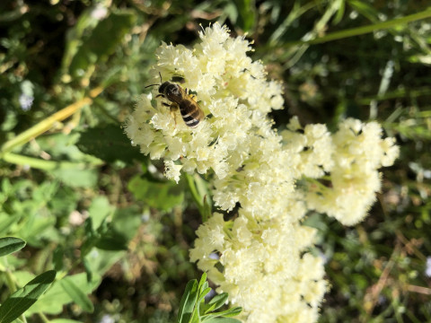 unknown bee species on Ligusticum grayii