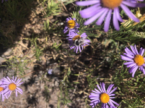 Bombus bifarius on Erigeron foliosus