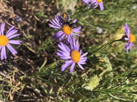 Megachile perihirta on Erigeron foliosus