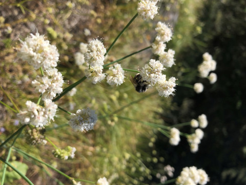 Bombus bifarius on Eriogonum nudum