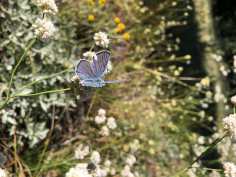 Plebejus sp on Eriogonum nudum