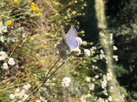 Plebejus sp on Eriogonum nudum