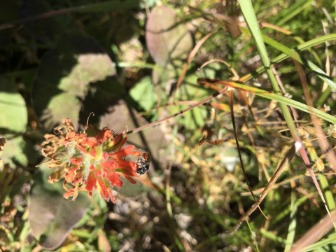 Dialictus rubiventris on Castilleja hispida