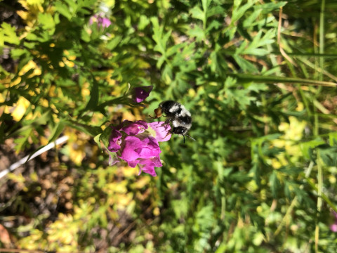 Bombus bifarius on Orthocarpus imbricatus