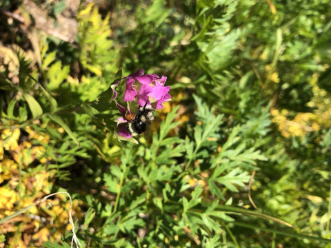 Bombus bifarius on Orthocarpus imbricatus
