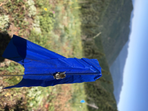 unknown bee species on Flagging