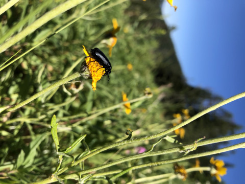 Epicauta on Eriophyllum lanatum