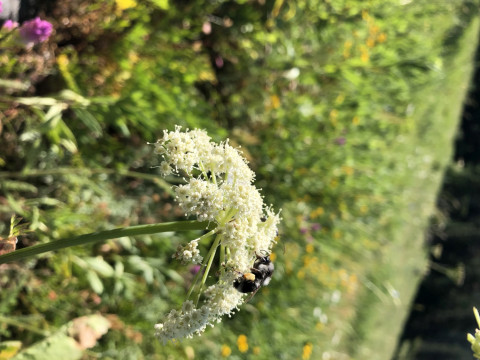 Bombus bifarius on Ligusticum grayii