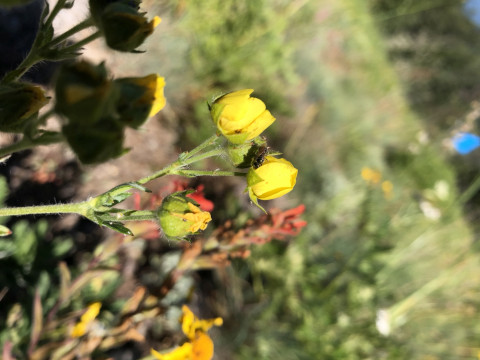 Dialictus sp on Potentilla glandulosa