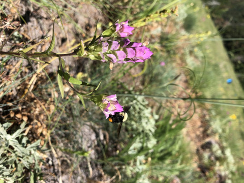 Bombus vosnesenskii on Orthocarpus imbricatus