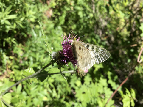 Parnassius sp on Cirsium callilepis