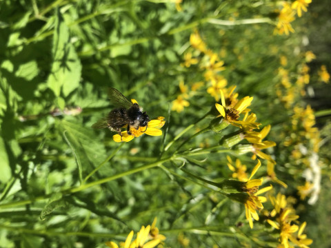 unknown bee species on Senecio triangularis