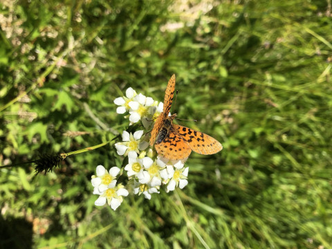 Lepidoptera on Boykinia major