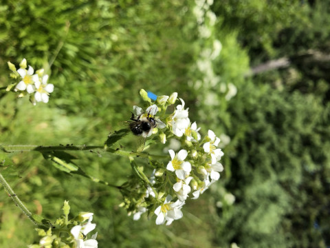 Bombus bifarius on Boykinia major