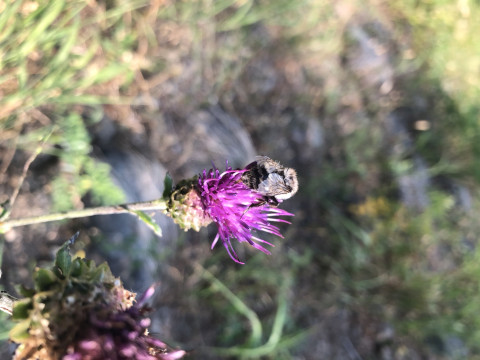 Bombus sp on Cirsium callilepis