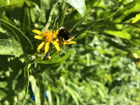 Bombus vosnesenskii on Senecio triangularis