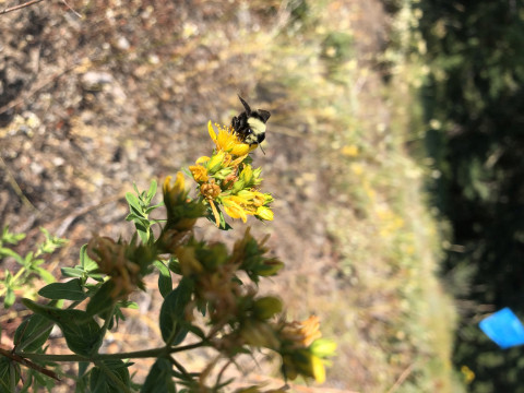 Bombus vosnesenskii on Hypericum perforatum