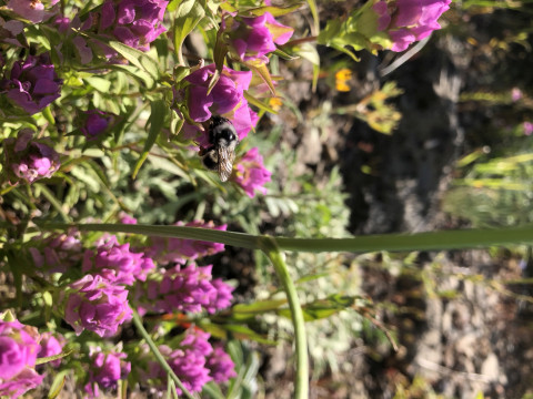 Bombus bifarius on Orthocarpus imbricatus
